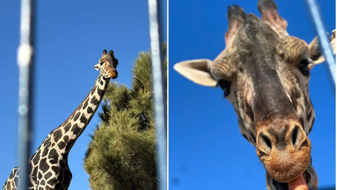 Jirafa-Benito-Africam-Safari