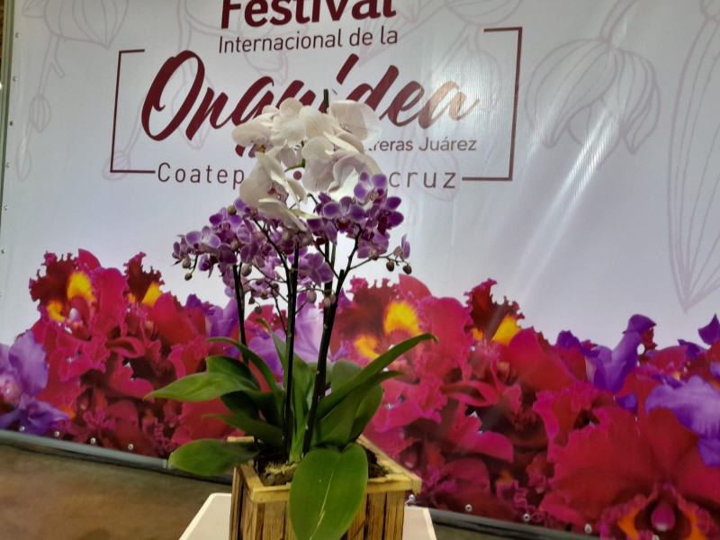 presentan-festival-internacional-de-la-orquidea-en-coatepec-2024-474551