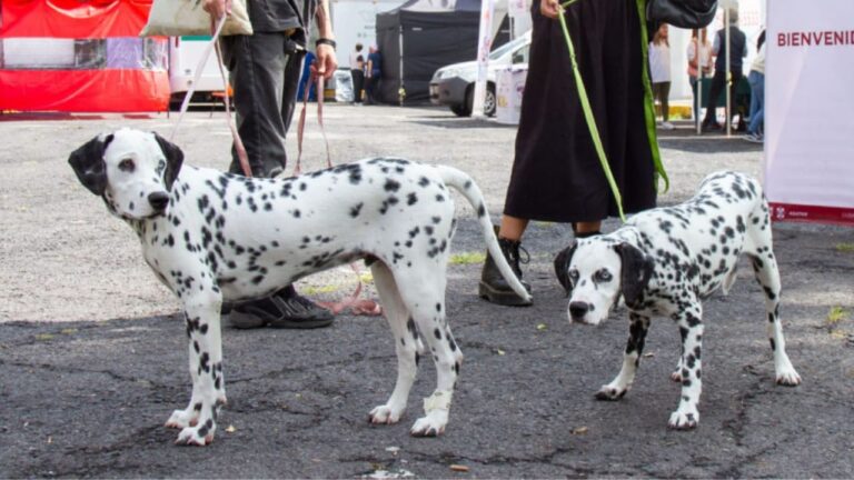 Padron-de-Paseadores-de-Perros