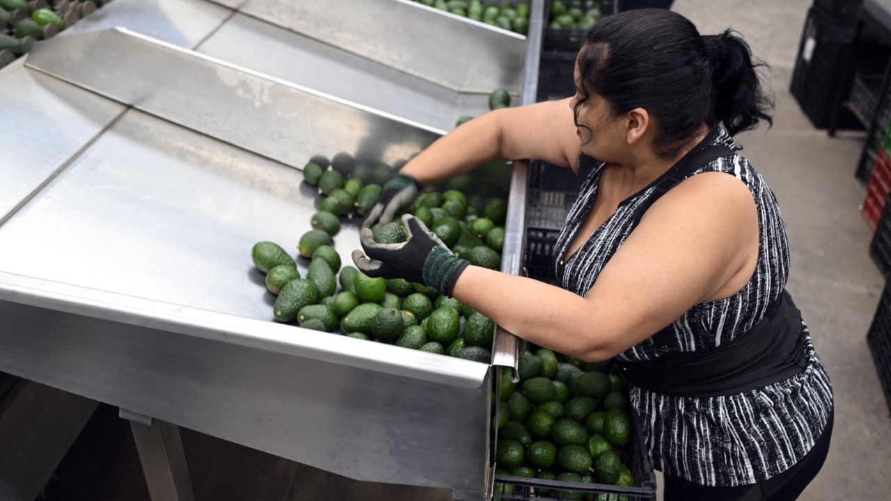 hoy-se-normalizan-exportaciones-de-aguacates-y-mangos-a-eua-amlo