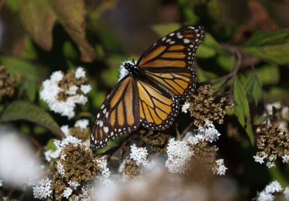 2f66fad4819a4425b2eb4b96aeaf9856