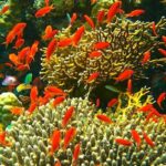 8c995f1bee9447f1a9963bf8c9c966ec