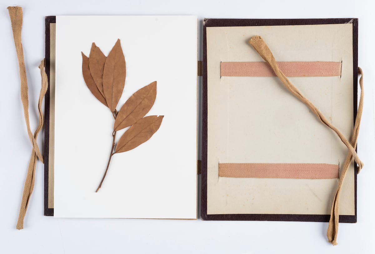 0aaeaa61a0ae425a8f39ff75e87d54e7