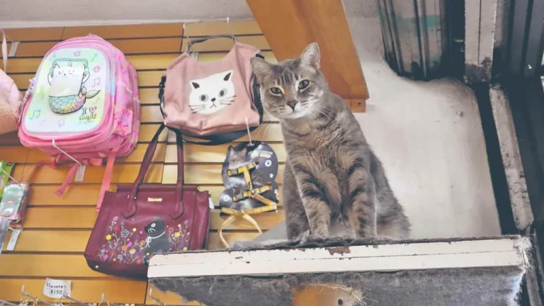 8c425bed72364bdca2c5e8a438797b30