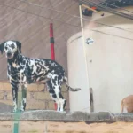 b84ad18408f4452da6fa004240b77874