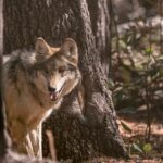 bc51d894384949b8af34205dc812ec7a