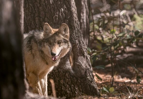 bc51d894384949b8af34205dc812ec7a