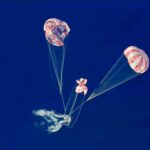 f8a764f135ea439987e5ae35bb3abcef