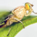 Mantienen operativos contra mosca de la fruta en BCS